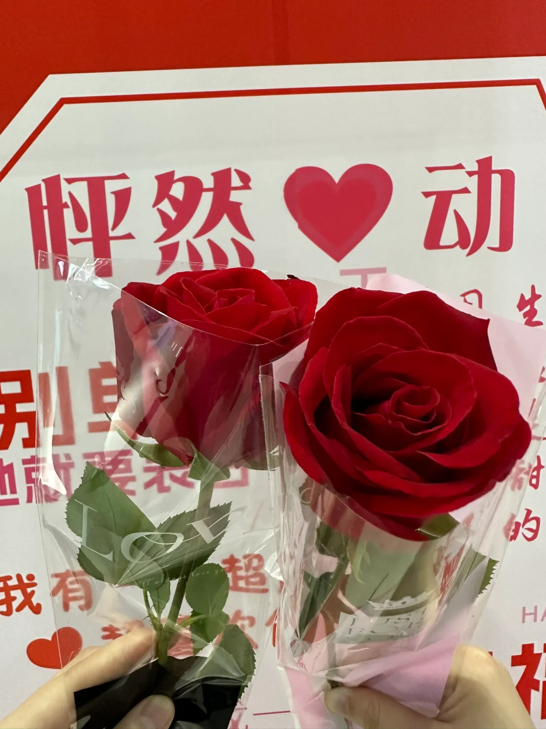 520看电影送玫瑰花，免费！免费！免费！