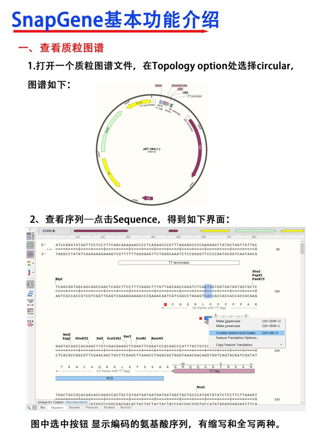 SnapGene软件使用教程【医学科研干货!】