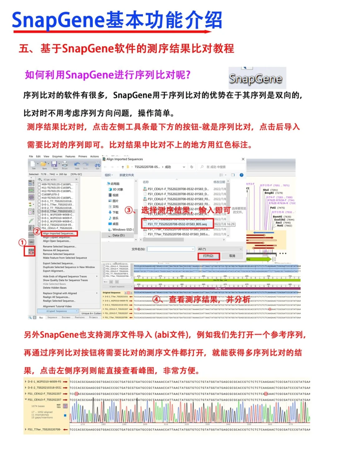 SnapGene软件使用教程【医学科研干货!】