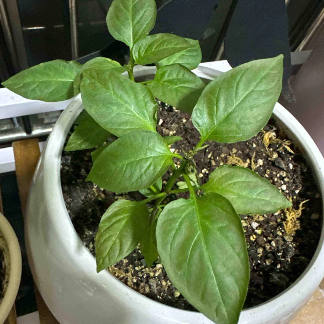 别把植物不当宠物