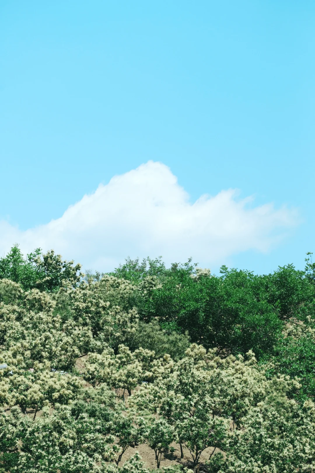 中国安全生产科学研究所