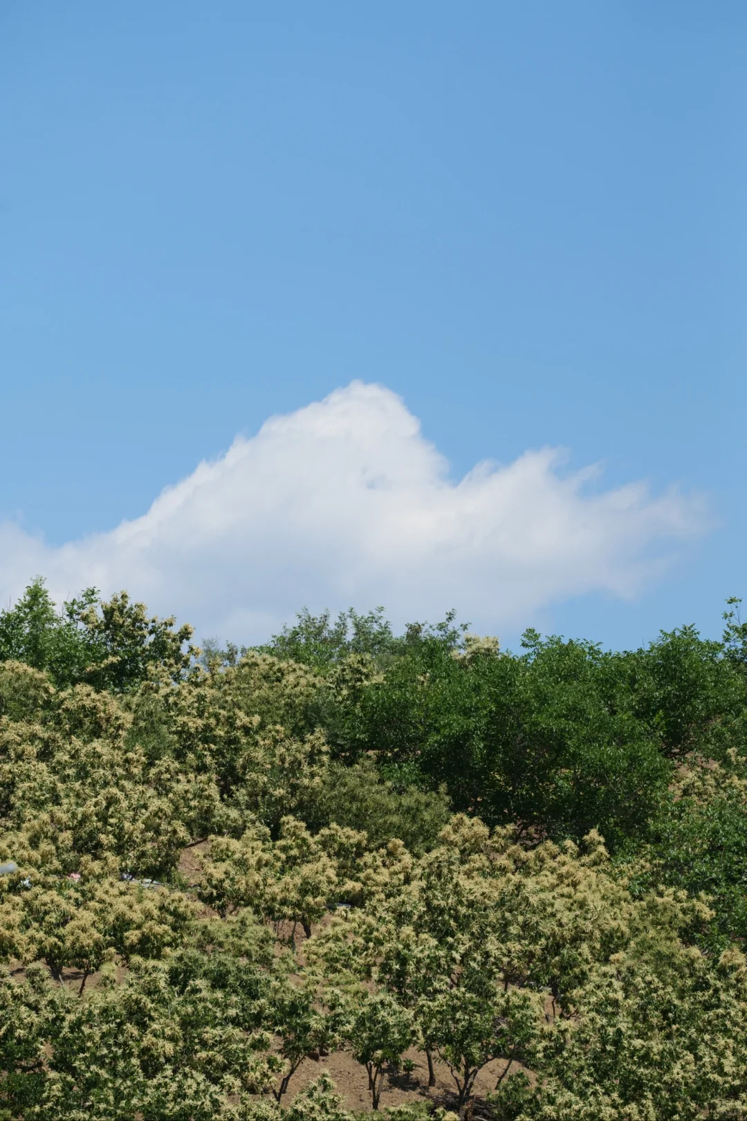 中国安全生产科学研究所