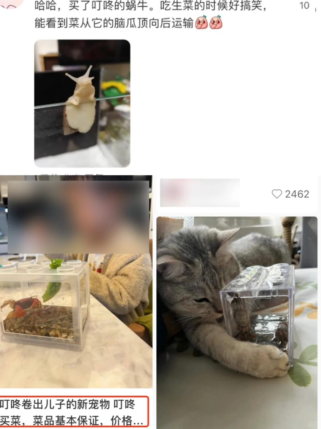 已经进化到，买菜app上买宠物了？