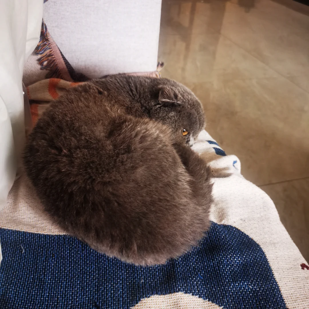 猫猫和电影 之前一直没看的电影