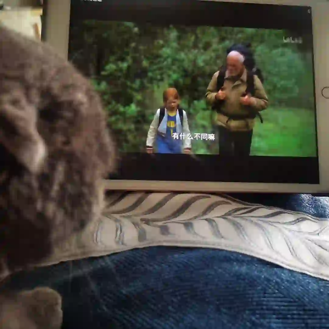 猫猫和电影 之前一直没看的电影