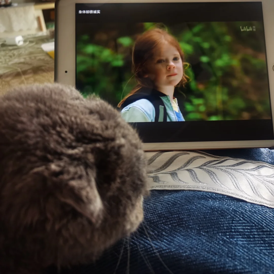 猫猫和电影 之前一直没看的电影