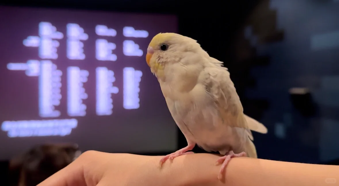 芭比看电影2.0🎬