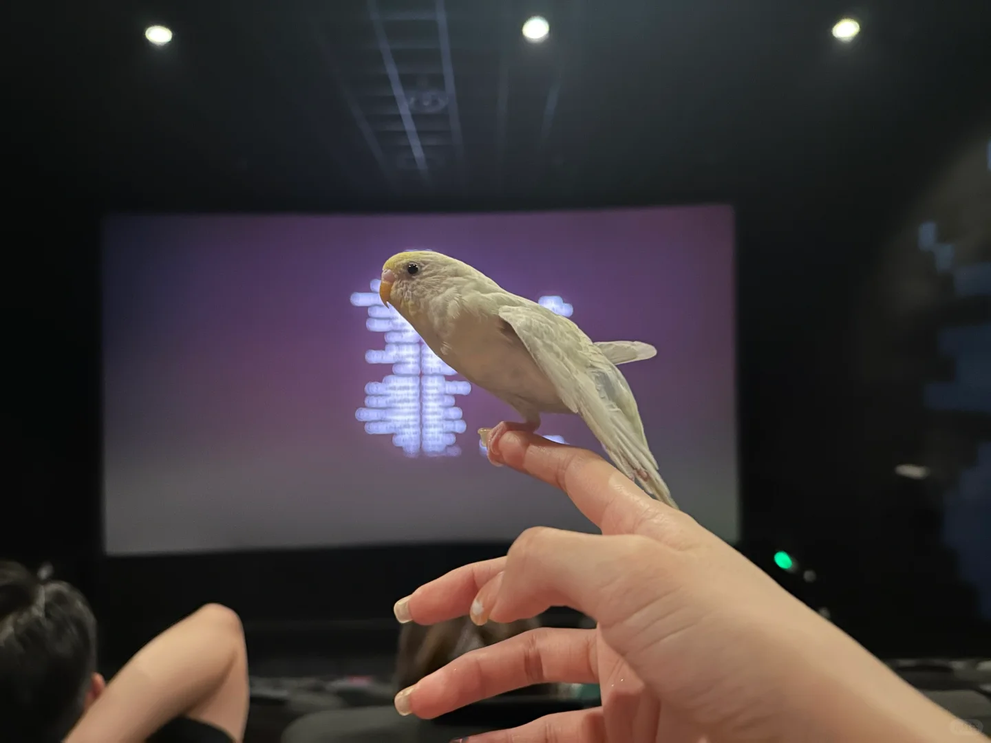 芭比看电影2.0🎬