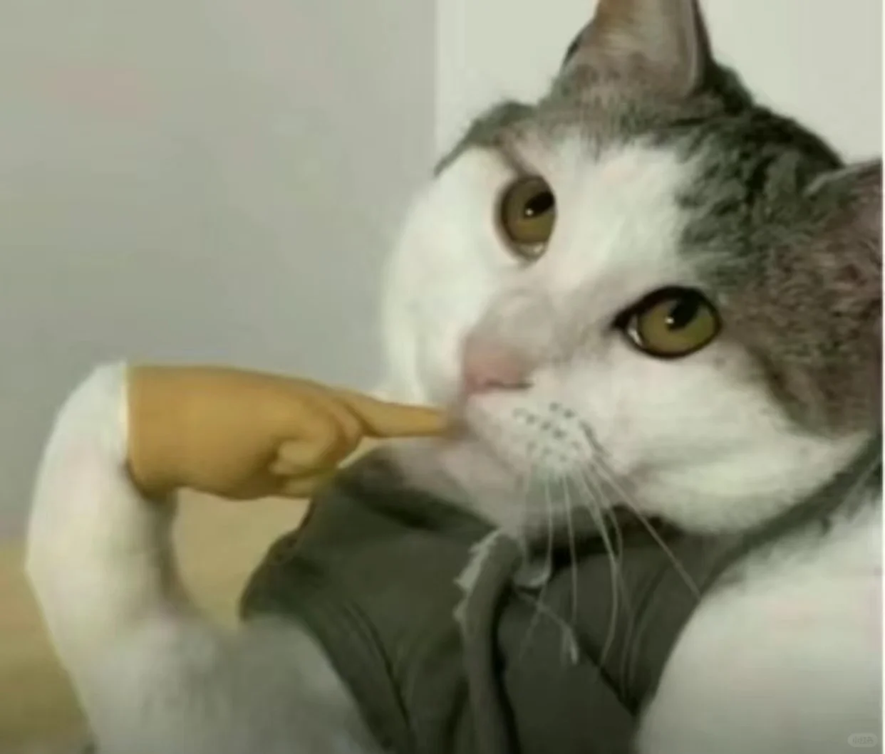 天猫APP的大额红包领了吗