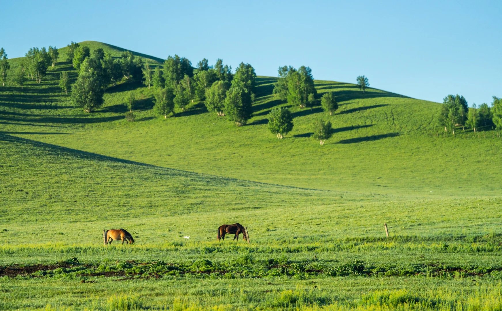 《牧场晨雾》电影里的画面