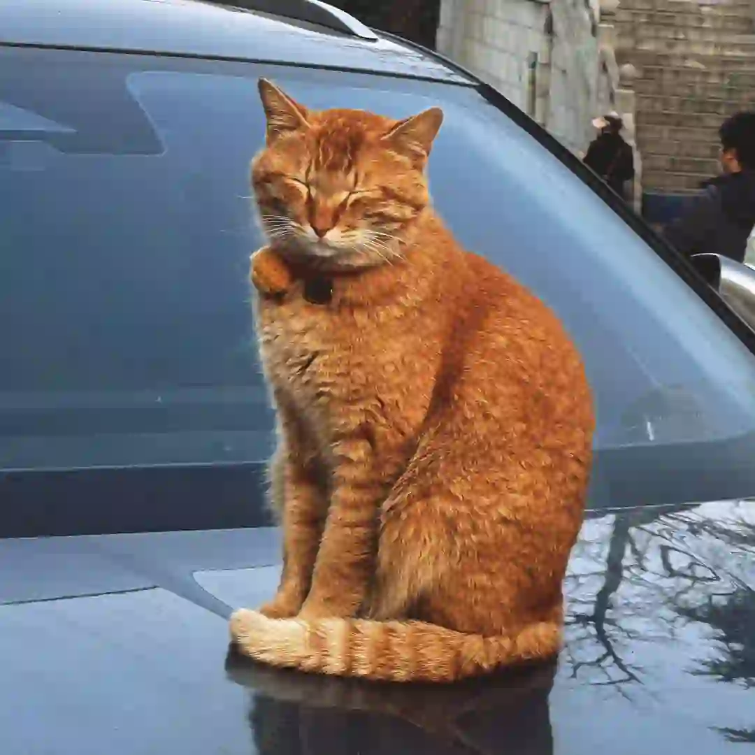 显化就像在刷app