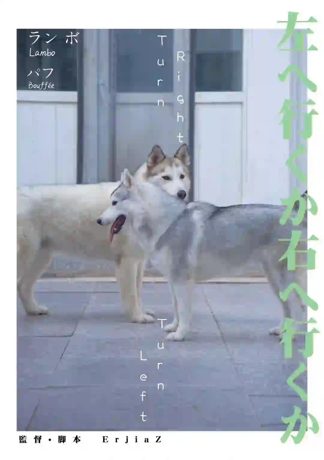 我的哈士奇拍电影啦🎬