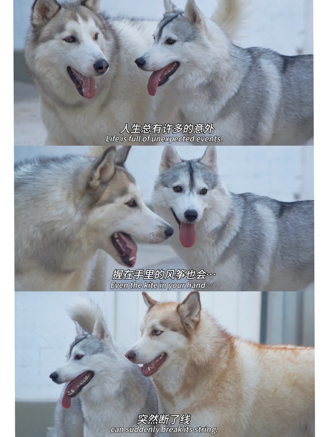 我的哈士奇拍电影啦🎬