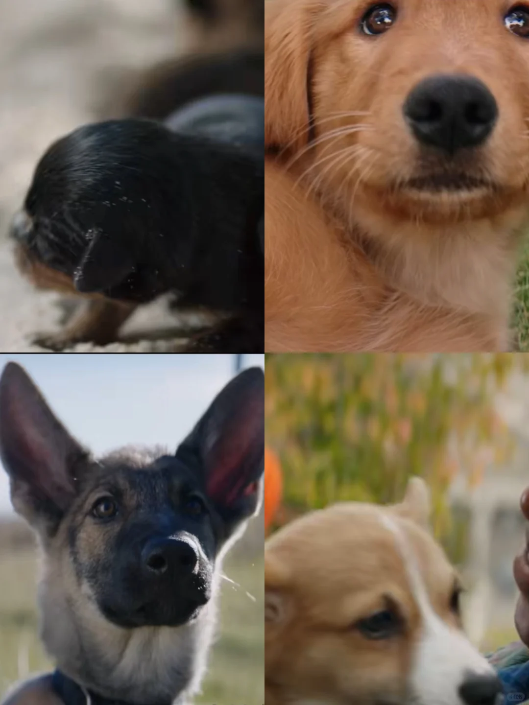 《一条狗的使命》电影记录🛖