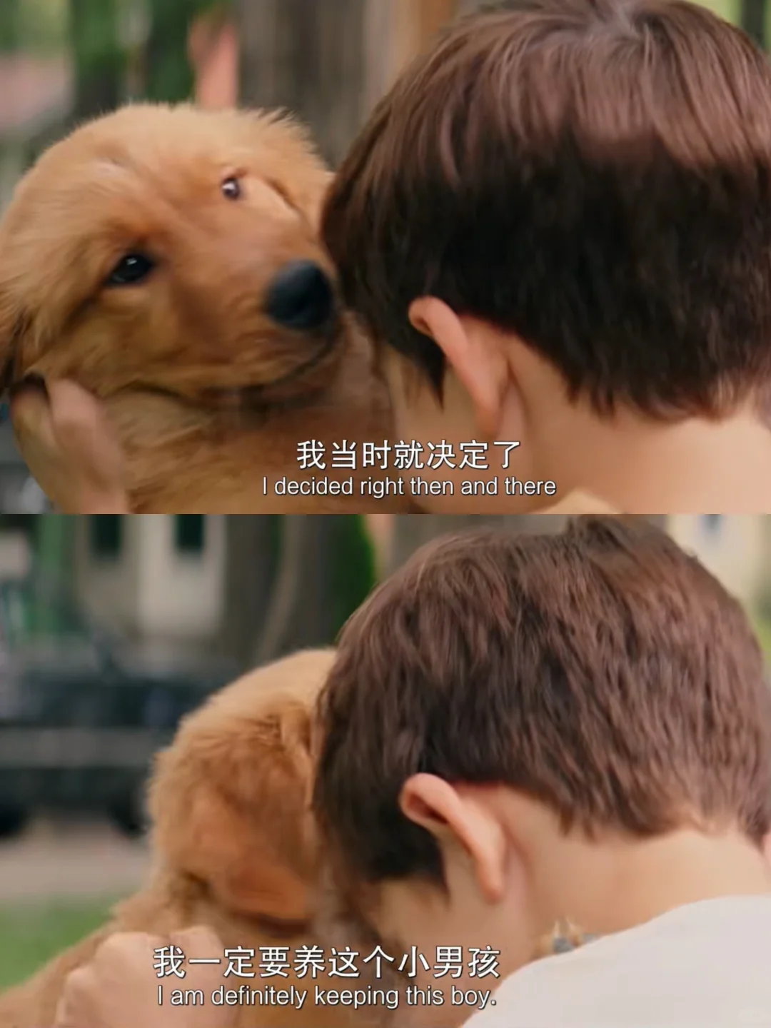 《一条狗的使命》电影记录🛖