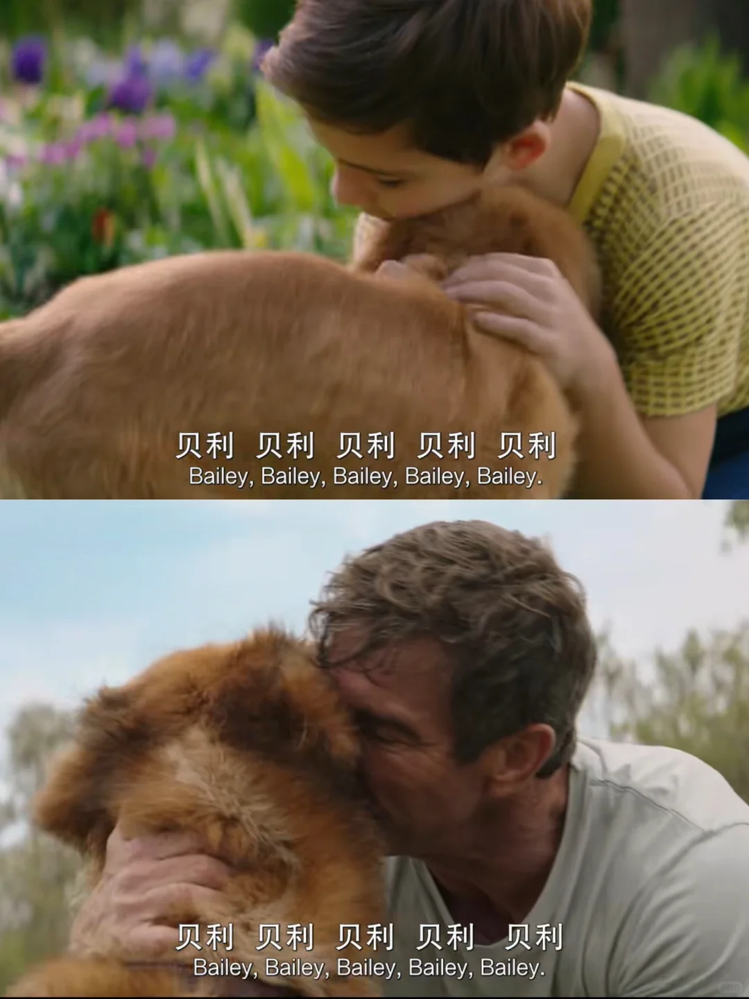 《一条狗的使命》电影记录🛖