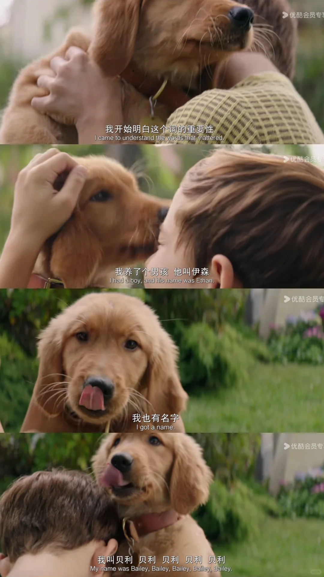 《一条狗的使命》电影记录🛖