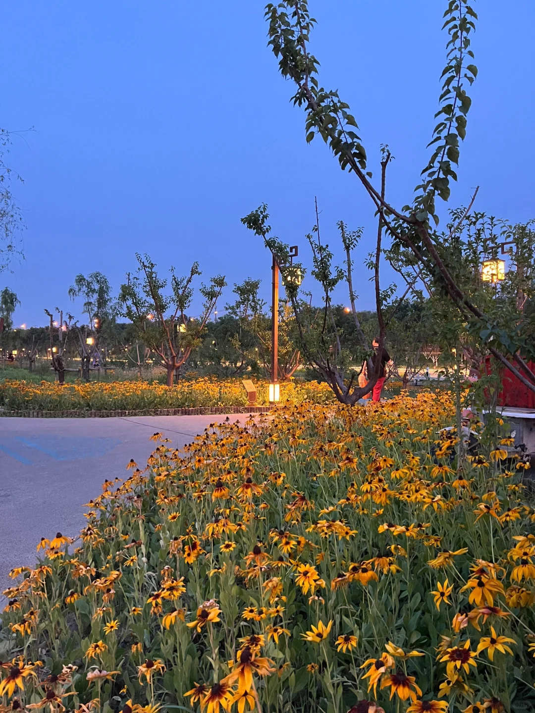 海淀有露天电影啦！就在清河之洲