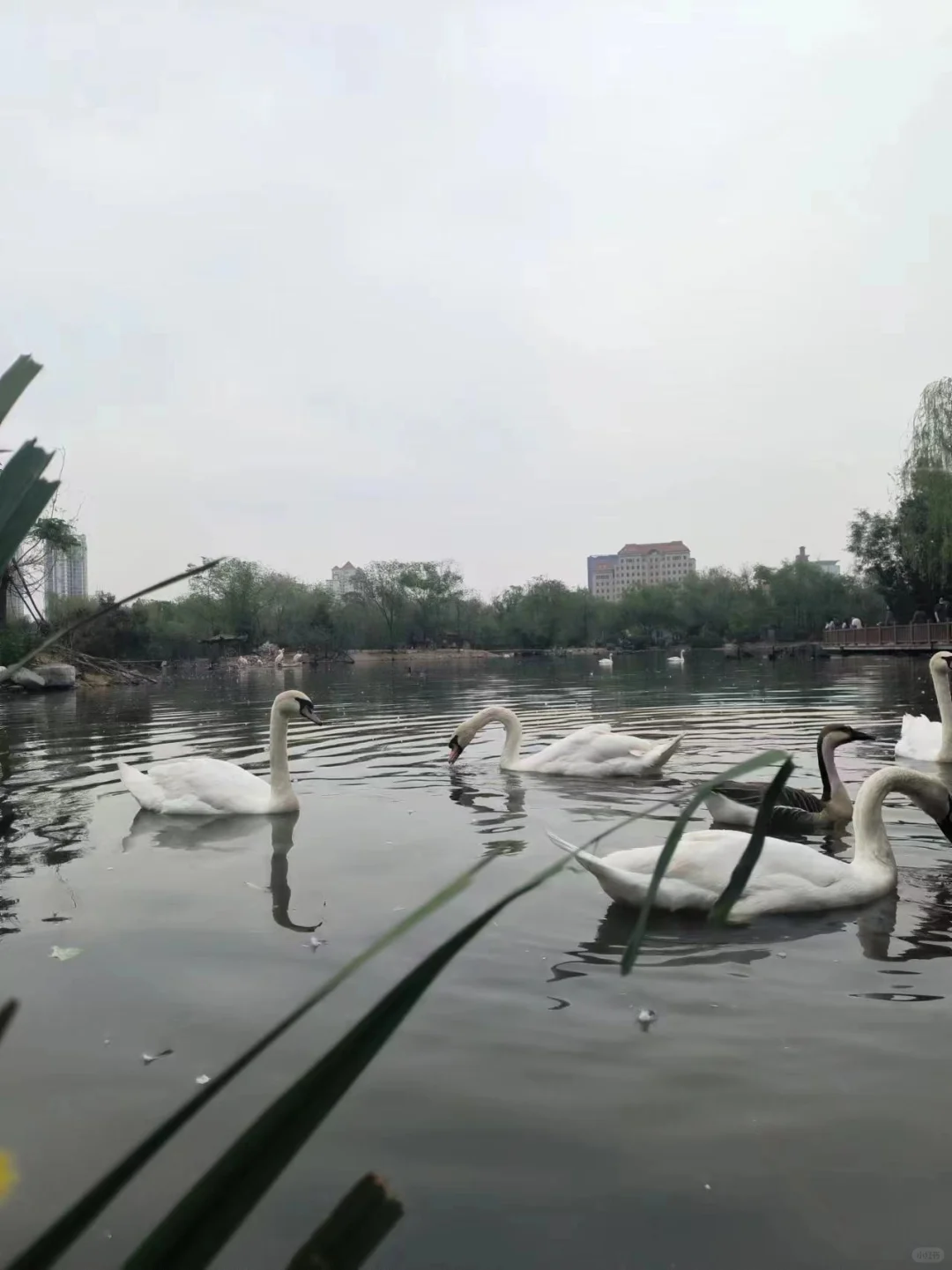 p图，有这两个软件就够了