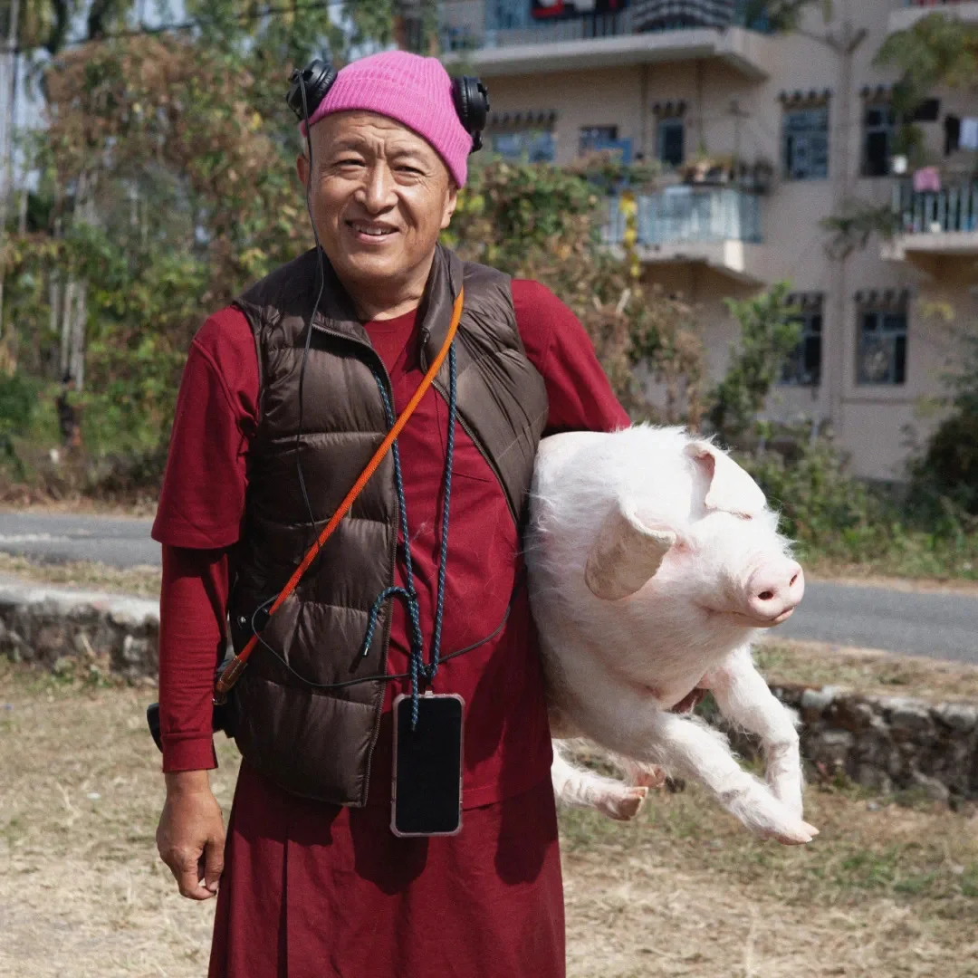 免费观看!宗萨仁波切电影“十字路口的猪”
