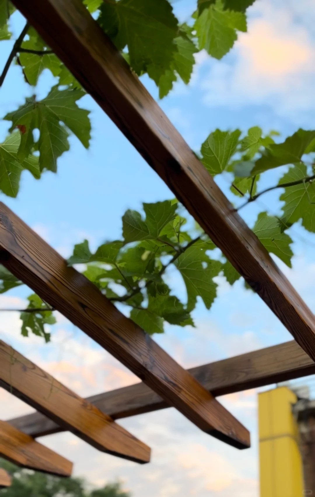 🍇🍃🎬电影是夏日的一首叙事诗