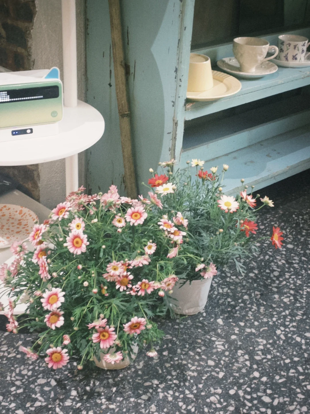 Dazz你别好用的太离谱！给我很会拍照的错觉…