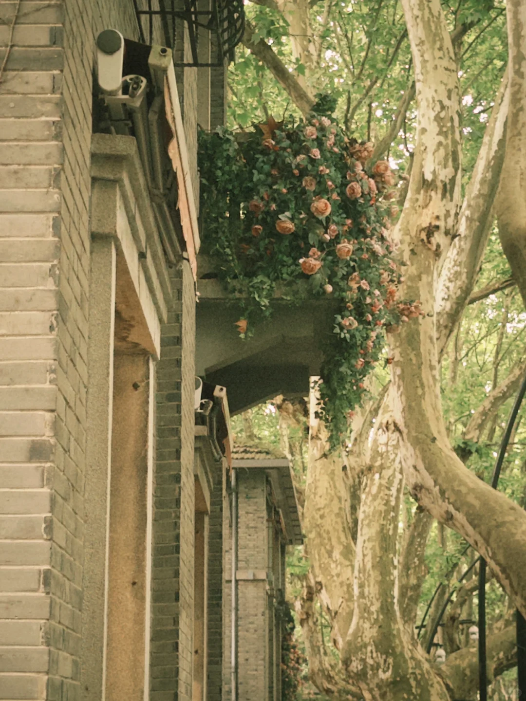 Dazz你别好用的太离谱！给我很会拍照的错觉…