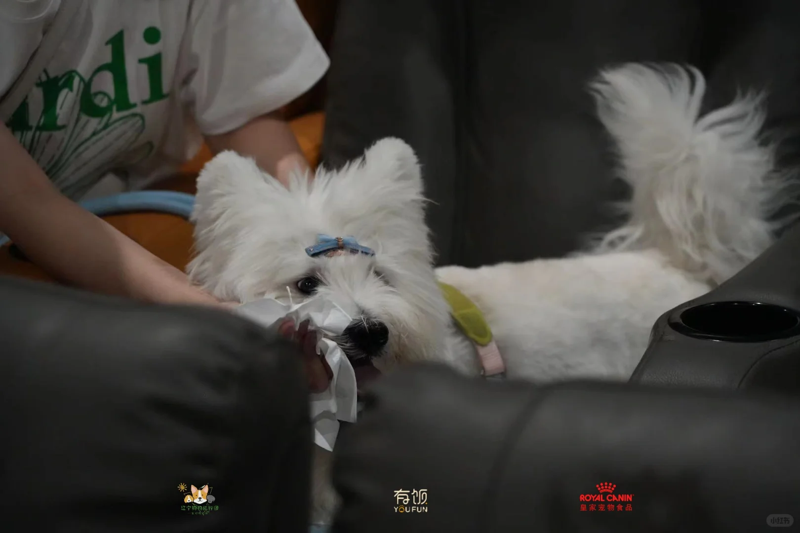 第一次体验携宠看电影