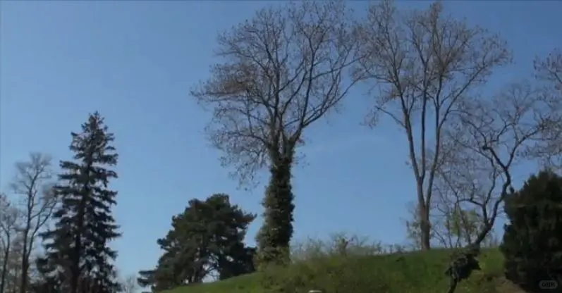 里加诗意纪录片电影学派：莱拉·帕卡莲莉娜