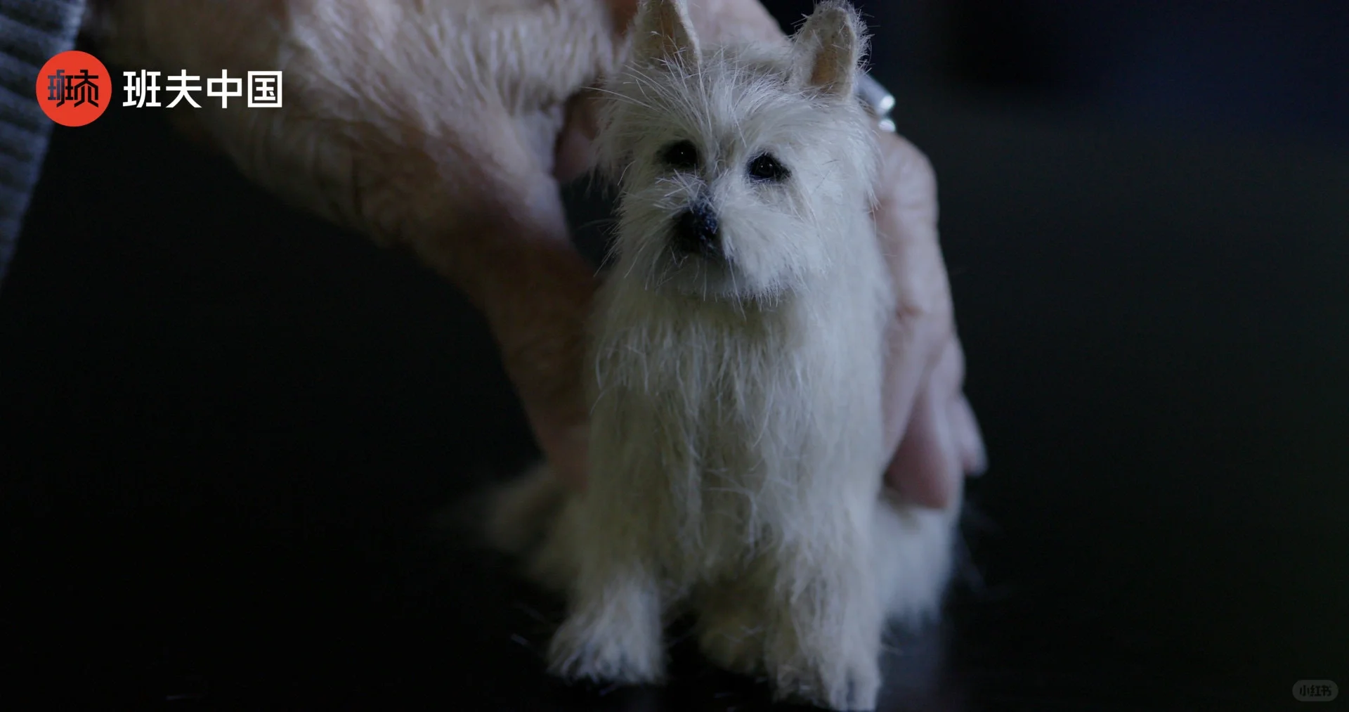 班夫电影节:汪汪和人类朋友的故事