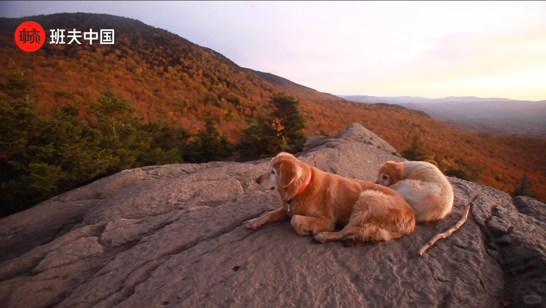 班夫电影节:汪汪和人类朋友的故事