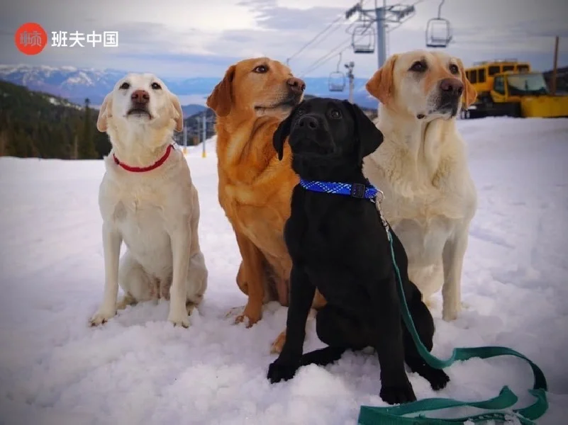 班夫电影节:汪汪和人类朋友的故事