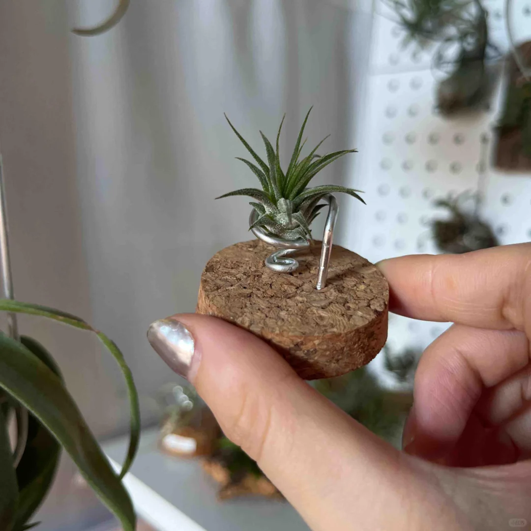 一些奇形怪状的植物和花盆😂