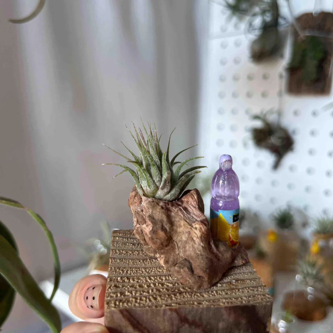 一些奇形怪状的植物和花盆😂