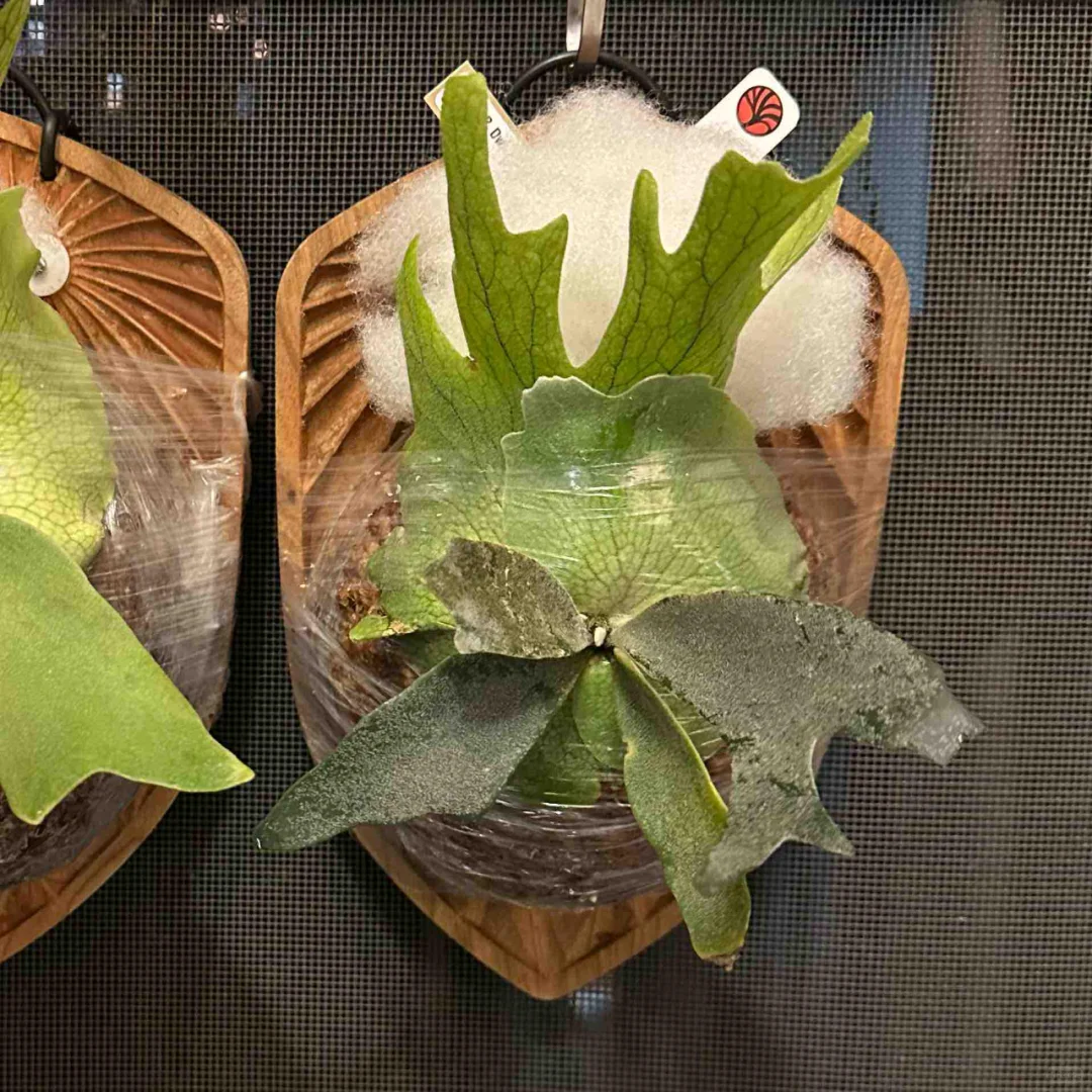 一些奇形怪状的植物和花盆😂