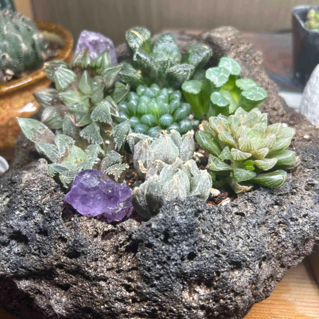 一些奇形怪状的植物和花盆😂