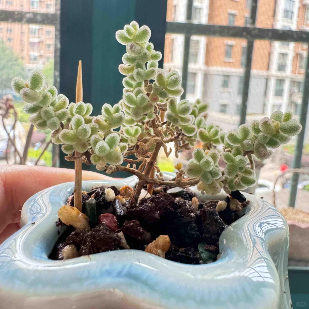 一些奇形怪状的植物和花盆😂