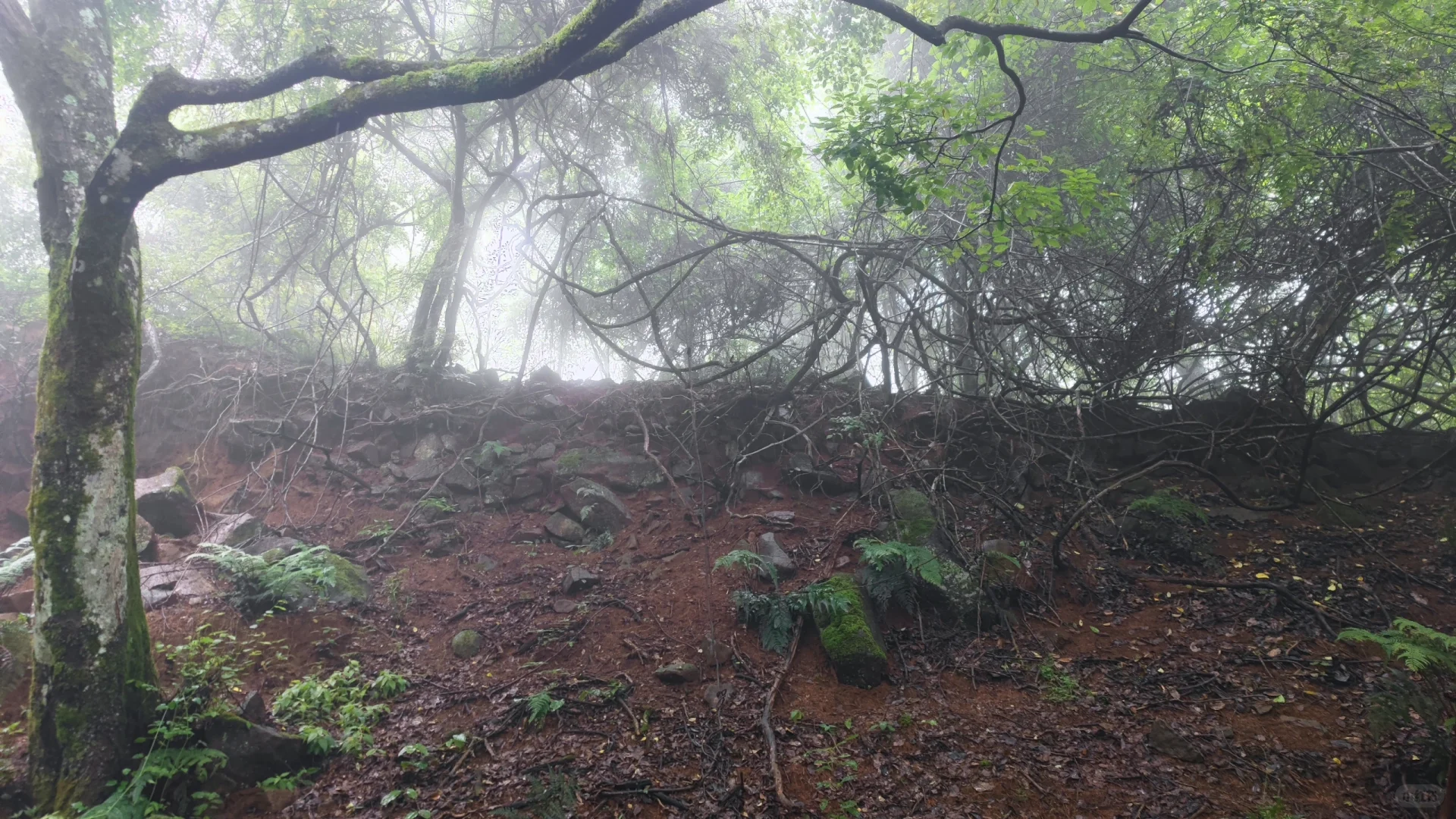 电影《龙林逃生3》继续看景中
