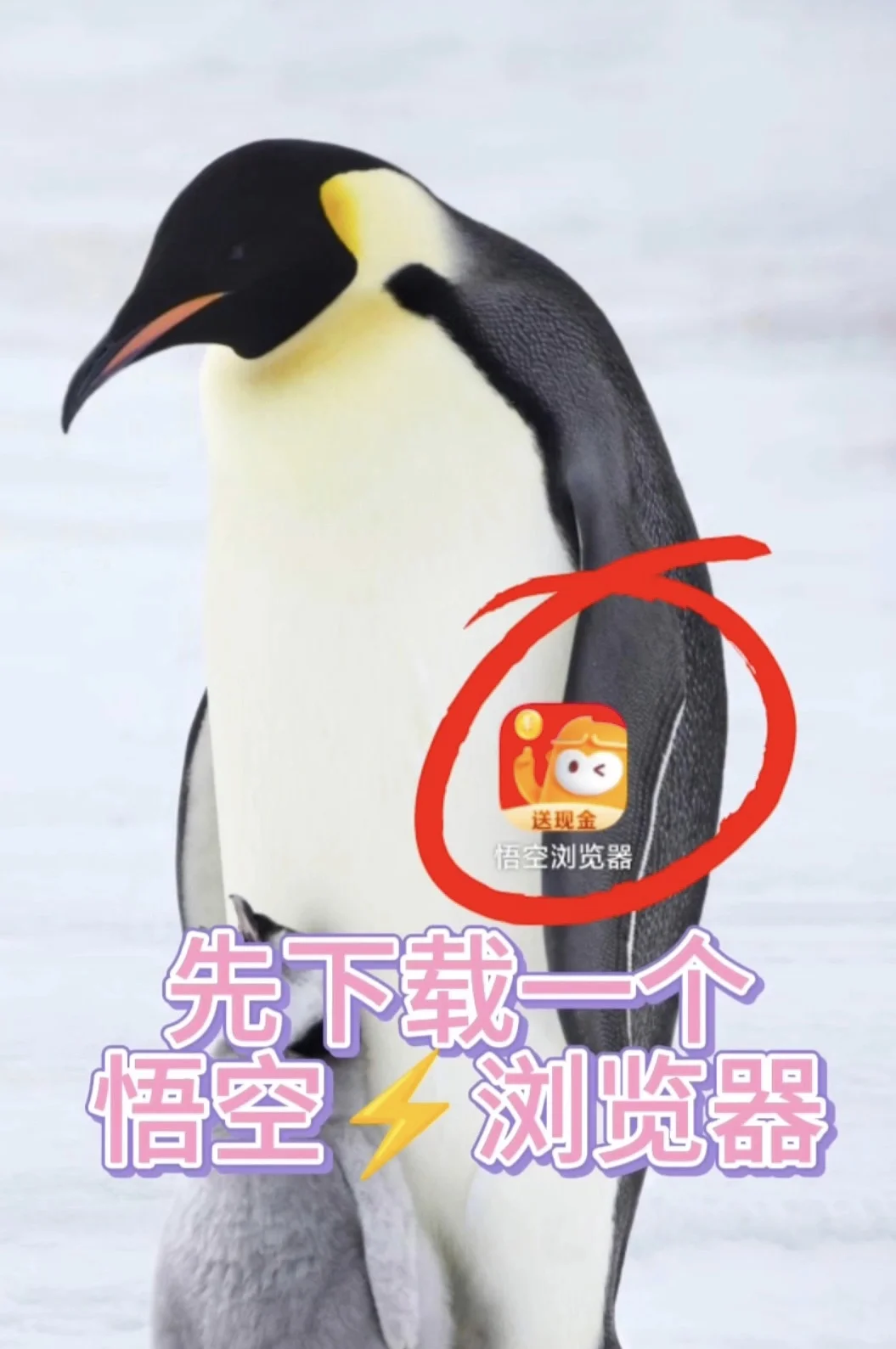 IOS安卓免费追剧神器！高清无广告！