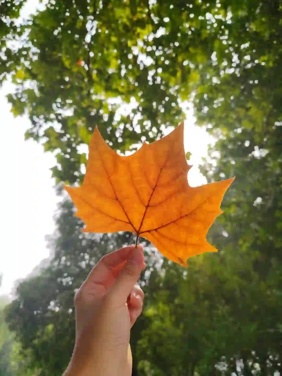 安卓可以发动图啦！