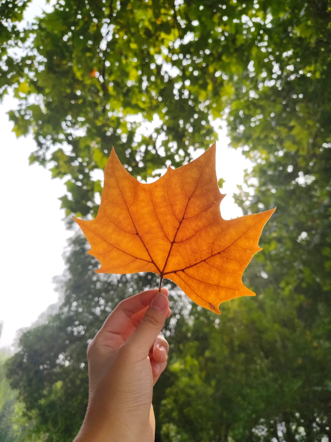 安卓可以发动图啦！