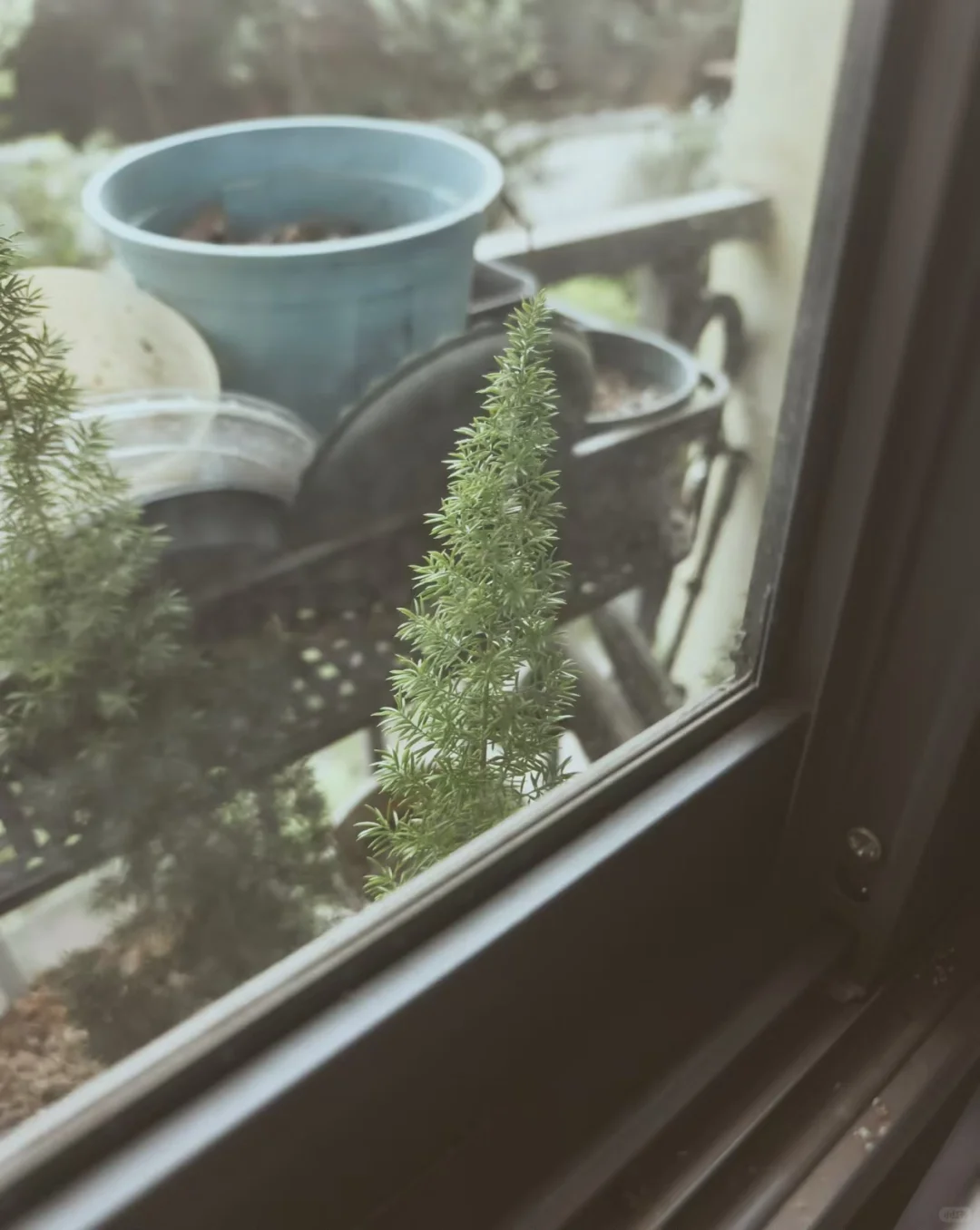 安卓机的悲哀dazz的滤镜为啥没有替代