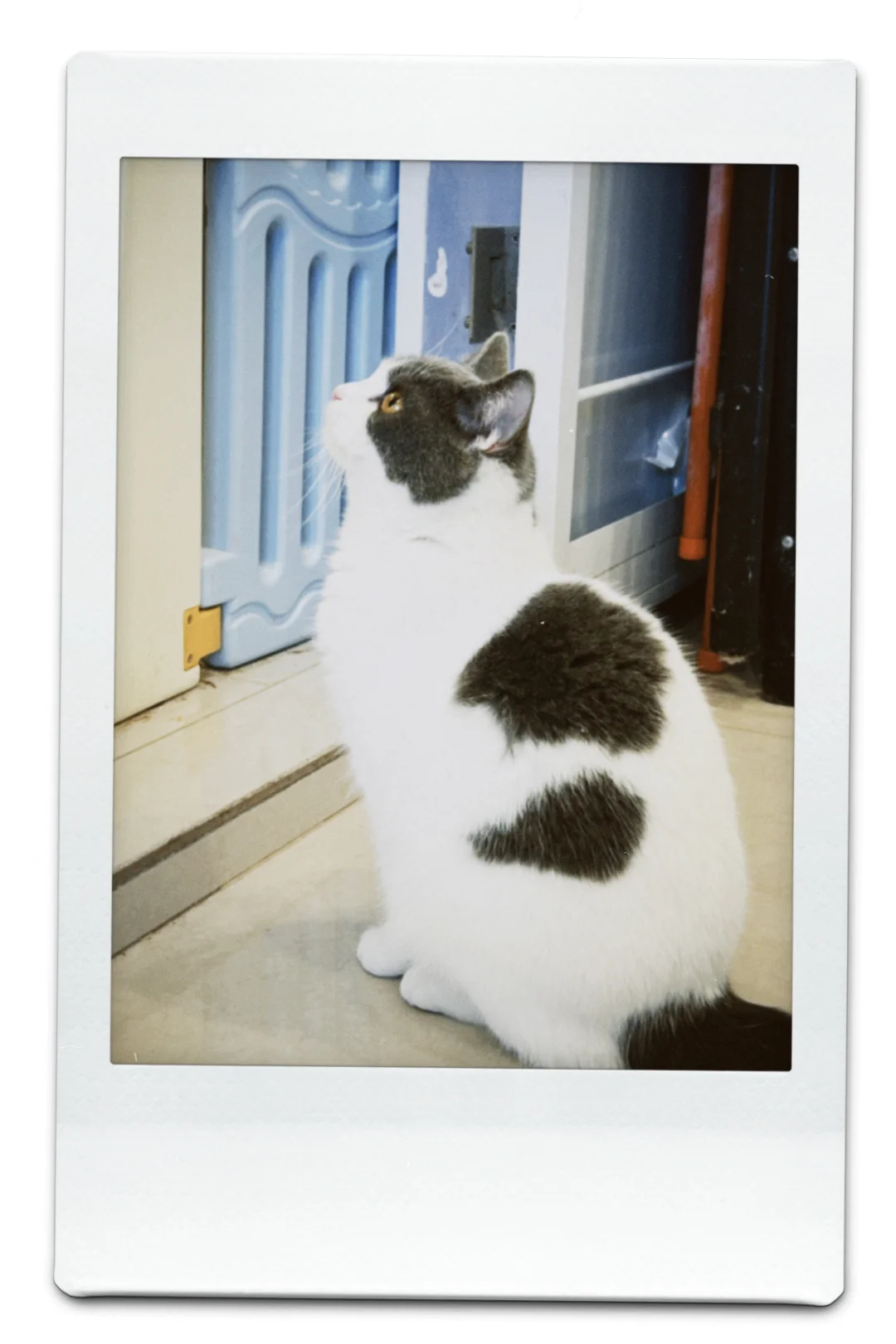 用苹果的姐妹一定要去试试这个软件啊!!!