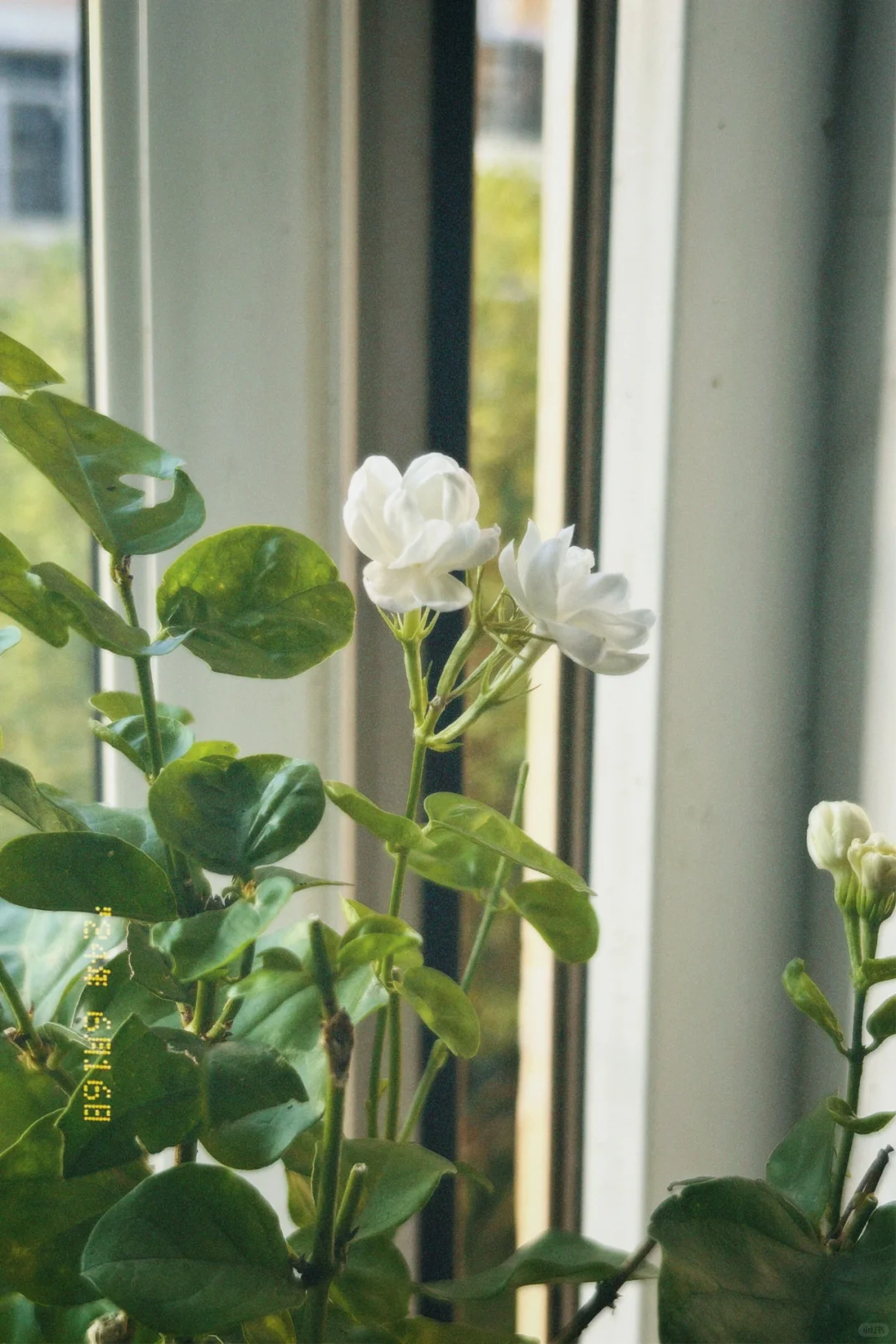 用苹果的姐妹一定要去试试这个软件啊!!!