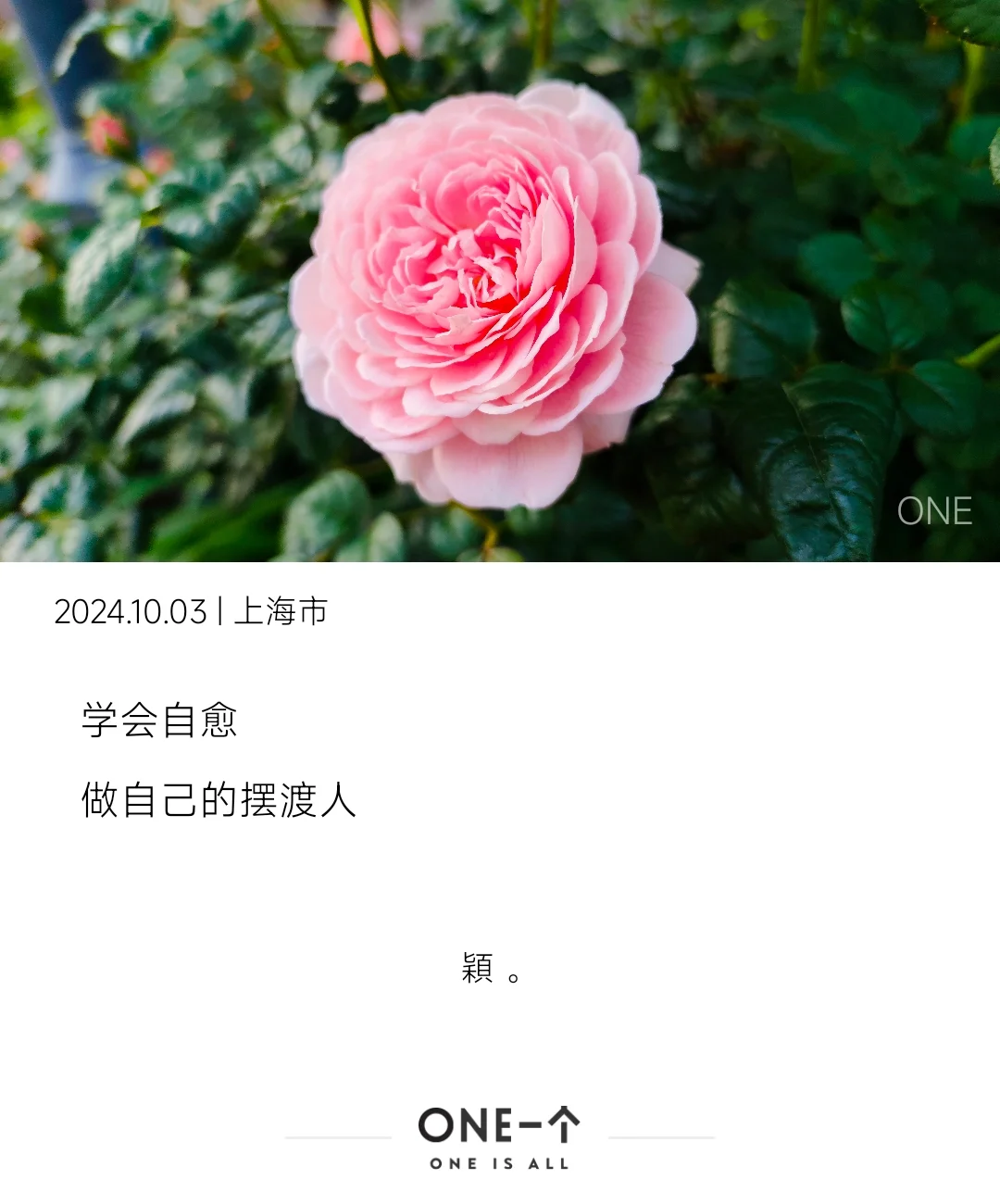 碎片｜被小红书安利小众APP“ONE一个”