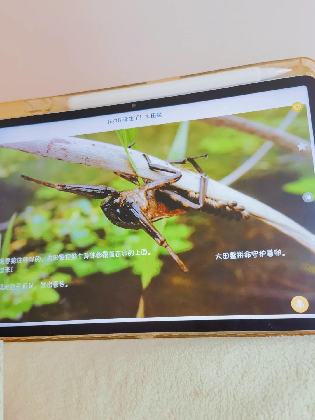 天呐，为啥娃都中班了才知道这个软件。。。