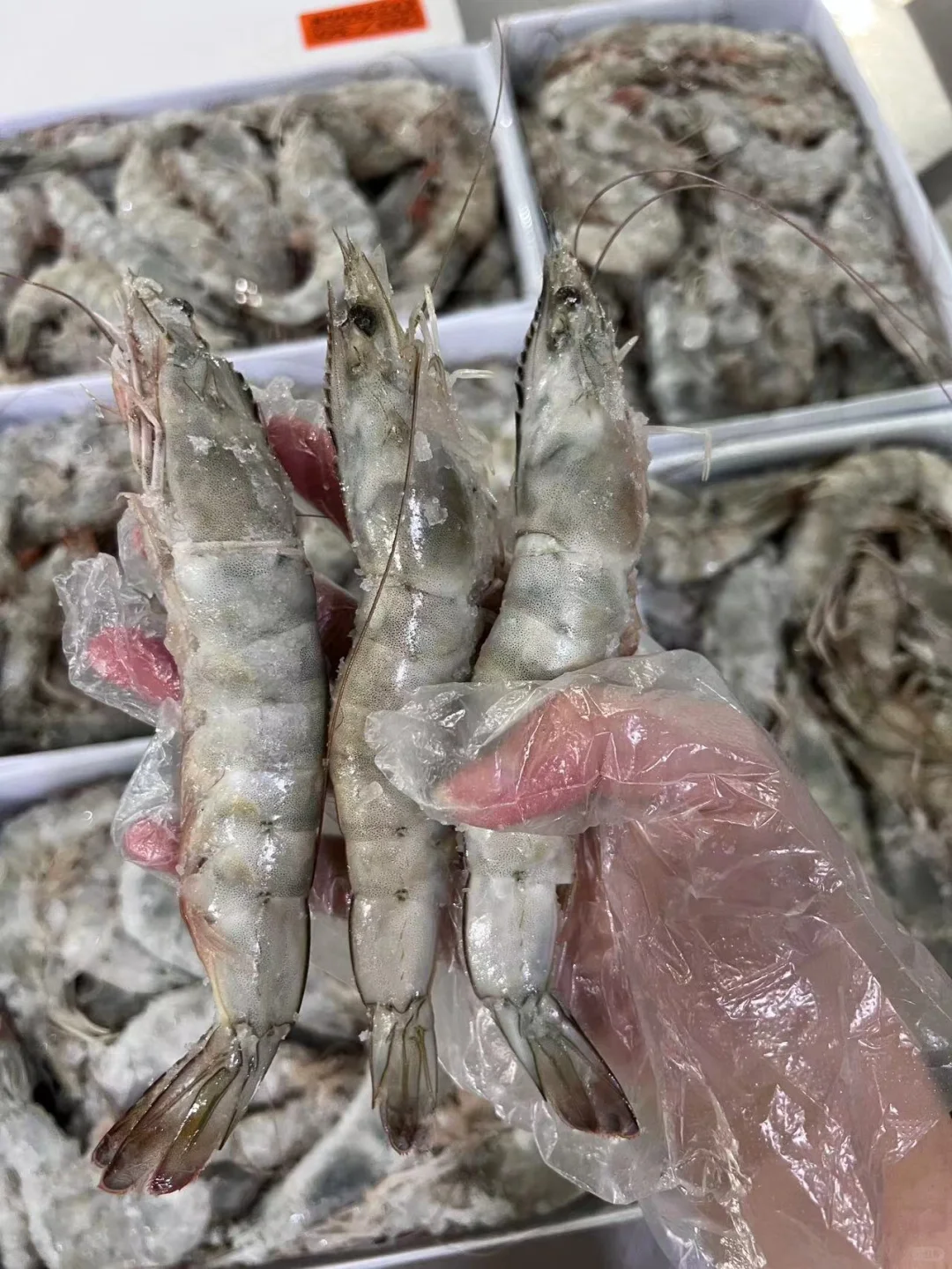 这批新货有点肥,争取双休送到你们的餐桌上