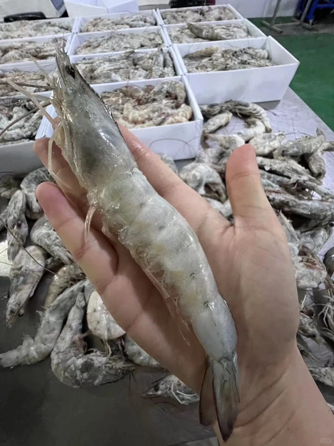 这批新货有点肥,争取双休送到你们的餐桌上