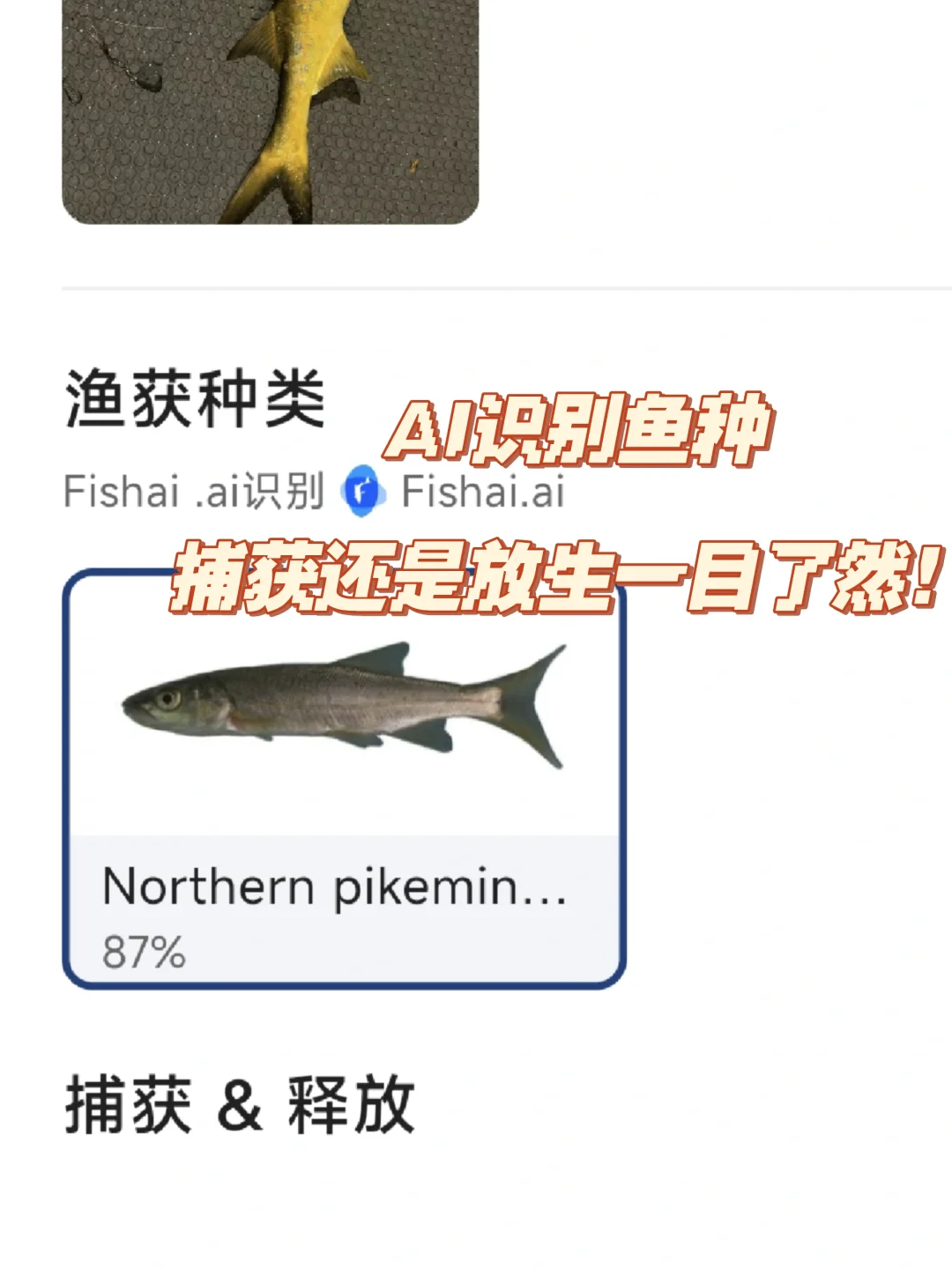 发现一个澳洲必备的🎣钓鱼APP