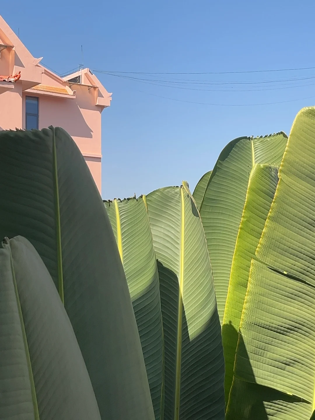 谁还没用Dazz实况